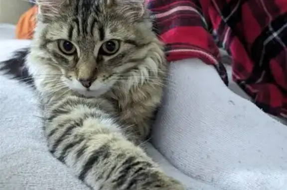 Зникла кішка, Бориспільська вулиця, Київ - окрас Табі, червоний ошийник - photo