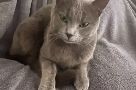 Chat perdu, Betschdorf, photo: Chat perdu, Cité Im Stein, 9, Betschdorf - femelle grise
