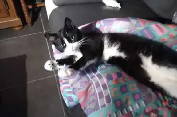 Animaux perdus Clermont-Ferrand, photo: Chat perdu, Rue de Milan, Lempdes - jeune de 8 mois