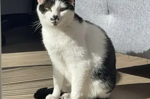 Chat perdu, Saint-Lô - femelle 6 ans - photo