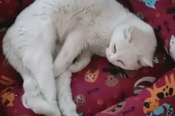 Gato perdido Hembra, El Campello (sl495544) - photo