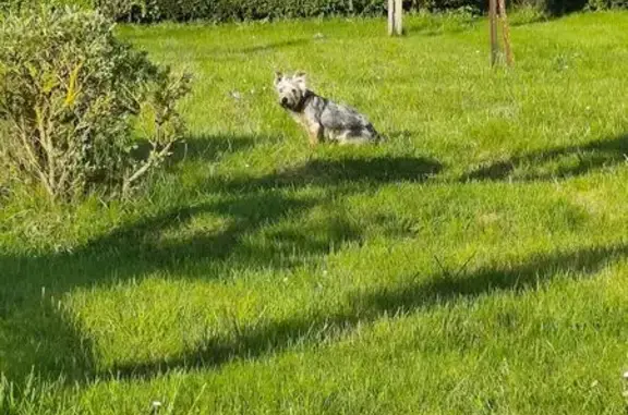 Animaux trouvés Bruay-la-Buissière, photo: Chien trouvé, Rue de Blida, Bruay-la-Buissière - croisé type Yorkshire