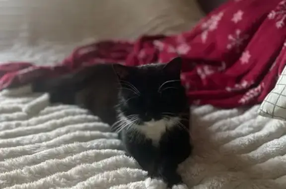 Кіт кастрований чорно білий, ласкавий, немає пів хвостика