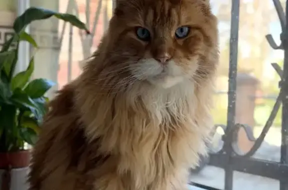 Зникла кішка, вулиця Євгена Дзиндри, Львів - рудий МейнКун з голубими очима - photo