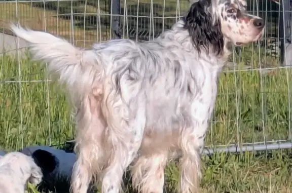 Chien perdu Treillières, photo : Chien disparu Fille, Treillières (fl590069)