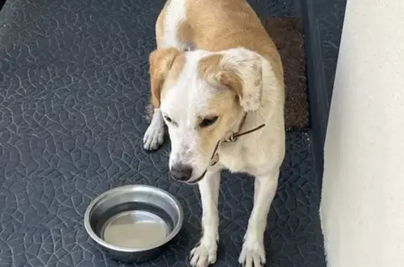 Animaux trouvés Vic-sur-Cère, photo: Chien trouvé, Rue de la Fontaine, Vic-sur-Cère - mâle beige avec collier rouge