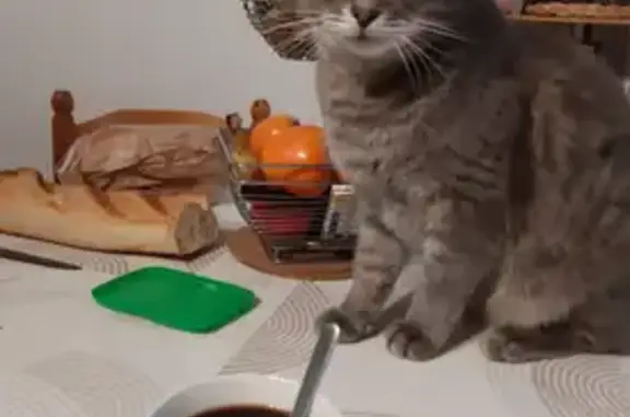 Chat perdu, Mulcey, Paris - Guizmo, chat européen gris tigré - photo