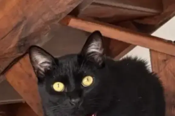 Perdido gato hembra, Bernal Díaz del Castillo, 236, Morelia - collar rojo antireflejante - photo