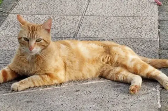 Gato perdido Macho, Sama (sl495546) - photo