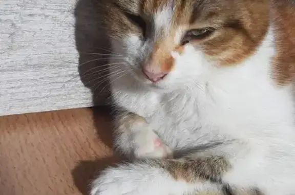 Animaux perdus Le Molay-Littry, photo: Chat perdu, Rue Marie Louise Gallais, Balleroy-sur-Drôme - petite chatte tricoteuse