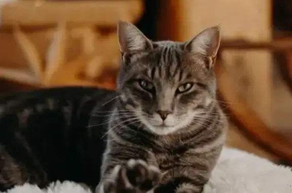 Animaux perdus Saint-Barthélemy-de-Vals, photo: Chat perdu, Marnas, Saint-Barthélemy-de-Vals - gros gabarit tigré gris