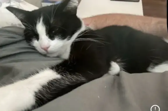 Perdido gato macho, Pl. de Ría, La Coruña - blanca y negra, confiada - photo