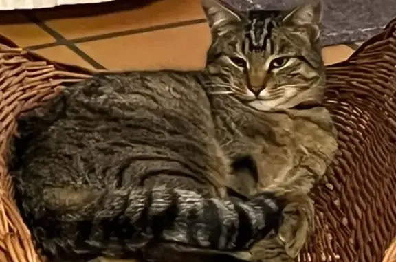 Chat perdu, Divonne-les-Bains, Paris - Benji, gris tigré avec collier rouge - photo