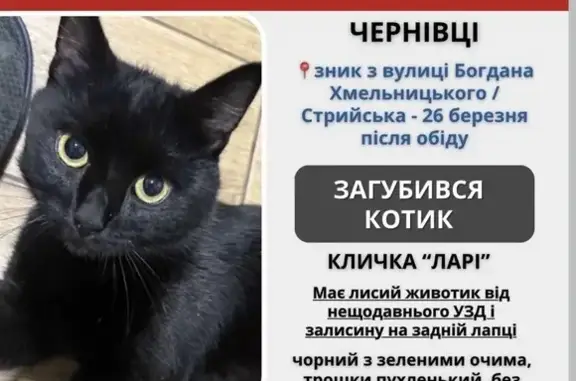 Зникла кішка, вулиця Богдана Хмельницького, 82, Чернівці - хлопчик Ларі з поголеним животом - photo