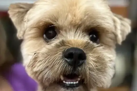 Found dog Birmingham, photo: Found dog, Clay, Birmingham - young and sweet male