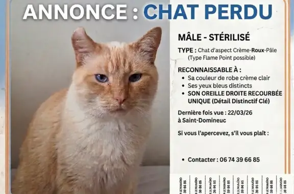 Chat perdu, Rue Sainte Rose, Saint-Domineuc - beige et roux, yeux bleus - photo