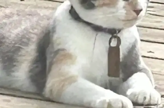 Lost cat, Howard Street, Pocola - female dilute calico - photo