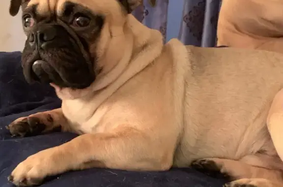 Lost pets Compton, photo: Lost dog, South Largo Avenue, Compton - male pug named Leo