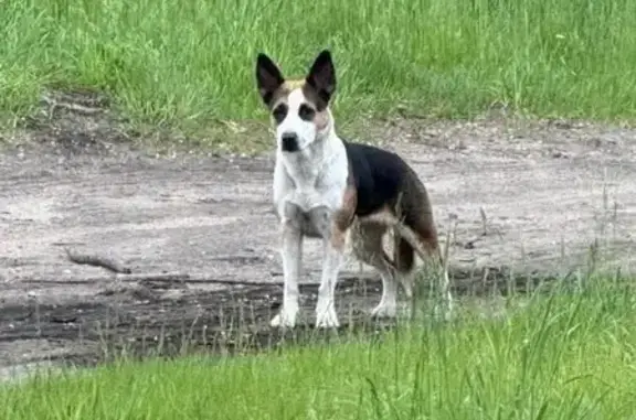 Lost pets Elkhart, photo: Lost dog, Park Avenue, Elkhart - female with black, brown, and white coat