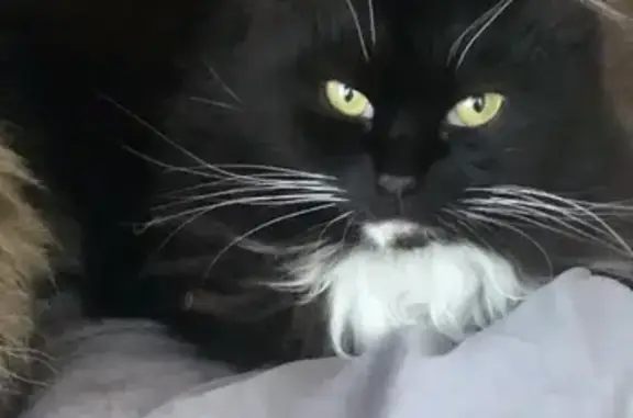 Lost female cat, McLean Street, Merri-Bek City - tuxedo with white paws - photo
