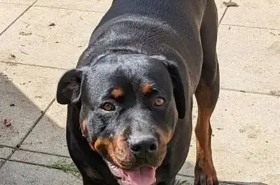Lost dog, Burragorang Road, 1555, Oakdale - female Rottweiler - photo
