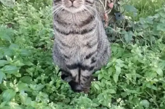 Animaux trouvés Lillers, photo: Chat trouvé, Rue Principale, Bourecq, Lillers - mâle gris