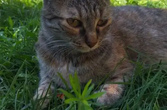 Chat perdu, Aigues-Vives, photo: Chat perdu, Impasse de la Brasserie, Aigues-Vives - chatte tigrée