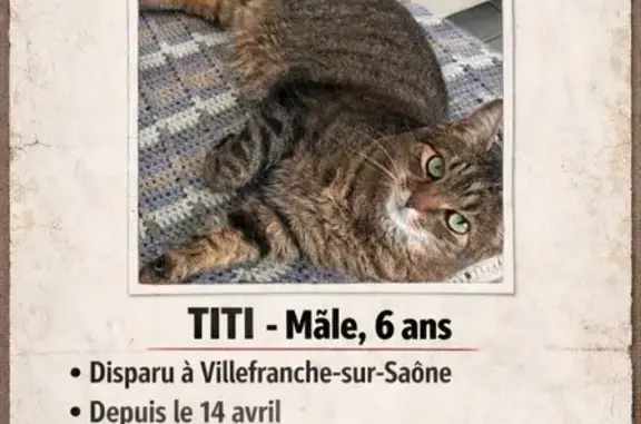 Chat perdu, Lyon, photo: Chat perdu, Boulevard Gambetta, Villefranche-sur-Saône - Titi marron tigré