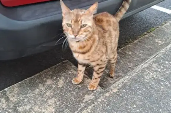 Chat trouvé Marseille, photo: Chat trouvé type bengal, Rue Guibourg de Luzinais, Nantes