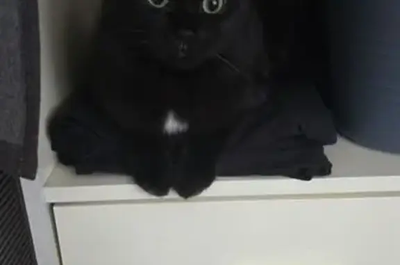 Lost pets Sydney, photo: Lost cat, Victoria Road, Canterbury-Bankstown Council, Sydney - black with green eyes