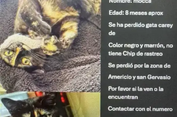 Búsqueda de mascotas, foto: Perdido gato hembra, Calle del Americio, 17, Madrid - negro y marrón