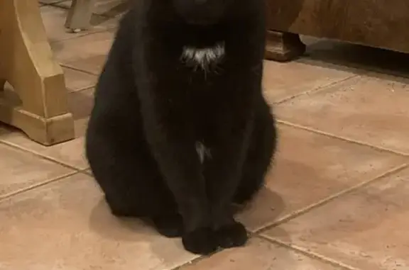 Animaux trouvés Paris, photo: Chat trouvé, Chevinay, Paris - noir avec taches blanches