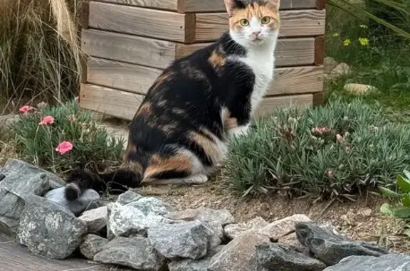 Chat disparu Fille, Saint-Étienne (fl590105) - photo