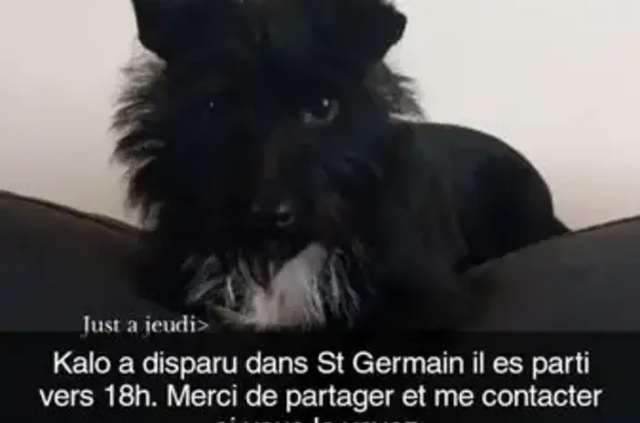 Chien perdu, Chemin de Cazeau Denis, Saint-Germain-du-Puch - noir avec collier blanc - photo
