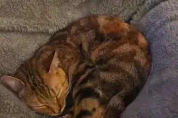 Chat perdu, Vélizy-Villacoublay, photo: Chat perdu, Rue de la Concorde, Vélizy-Villacoublay - jeune chatte tricolore