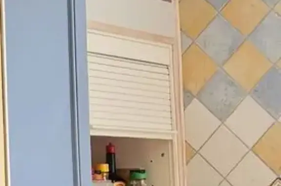 Animaux perdus Apt, photo: Chat perdu, Chemin des Abayers, Apt - roux avec yeux jaunes dorés