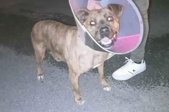 Chien trouvé Toulouse, photo: Chien trouvé, Compreignac, Toulouse - noir et marron avec une collerette