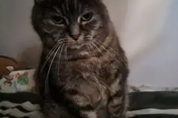 Chat perdu, Rue des Charrons, 11, Bischheim - femelle tigrée gris foncé - photo