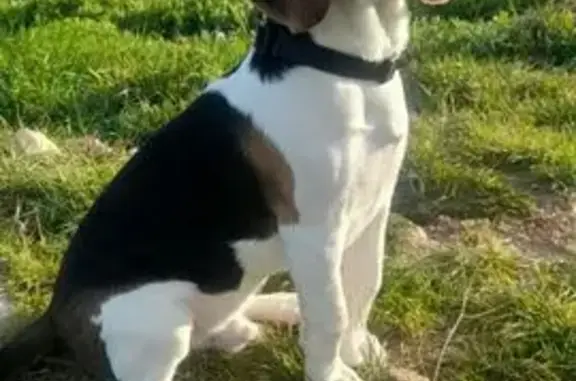 Perdido perro, San Martín, Castilla y León - Beagle tricolor - photo