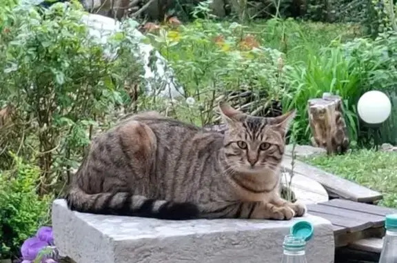 Chat trouvé Paris, photo: Chat trouvé, Rue Descroizilles, Rouen - tigré clair qui miaule beaucoup