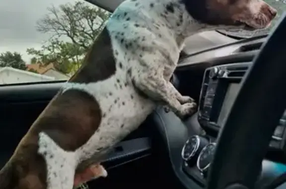 Found dog Cape Town, photo: Found dog, Optenhorst Street, Paarl, Cape Town - male with brown spots