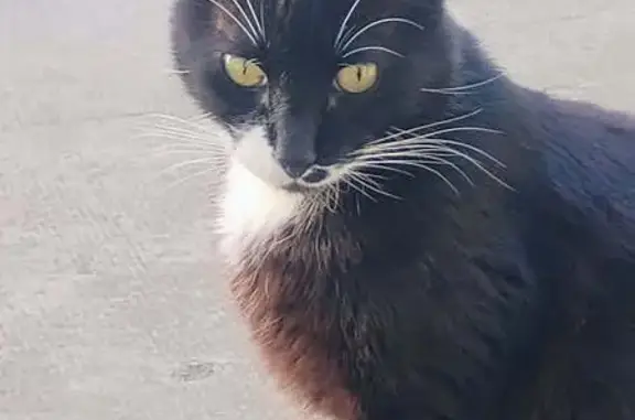 Chat perdu, Toulon, Marseille - noir et blanc, grandes moustaches - photo