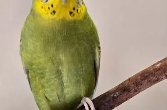 Lost pets Cannington, photo: Lost bird Female, Cannington (al495949)