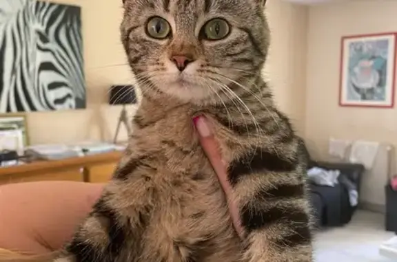 Animaux trouvés Arnas, photo: Chat trouvé, Impasse du Domaine des Vernes, Arnas - petite chatte tigrée