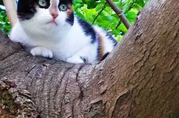 Animaux perdus Anglet, photo: Chat perdu, Rue de Hirigogne, 8, Anglet - femelle avec masque noir