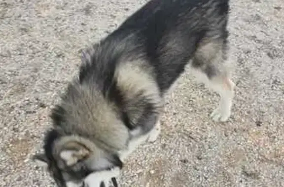 Chien perdu Argeles, photo : Chien perdu, Chemin de Valbonne, Argelès-sur-Mer - malamute gris, noir et blanc