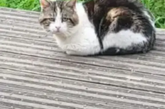 Chat trouvé Saint-Ouen, photo: Chat trouvé, Rue Jules Ferry, Saint-Firmin-des-Prés - apparence âgée