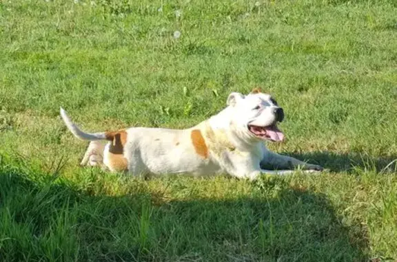 Animaux trouvés Béziers, photo: Chien trouvé, Villexavier, Béziers - mâle blanc et marron clair