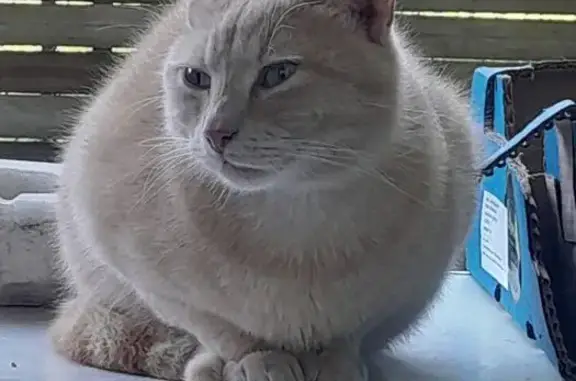 Animaux trouvés Villenave-d'Ornon, photo: Chat trouvé, Impasse Jean Pagès, Villenave-d'Ornon - couleur crème