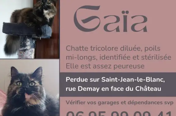 Animaux perdus Saint-Jean-le-Blanc, photo: Chat perdu, Rue Demay, Saint-Jean-le-Blanc - tricolore diluée